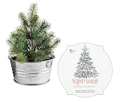 Buzzy spruce christmas for sale  Delivered anywhere in USA 