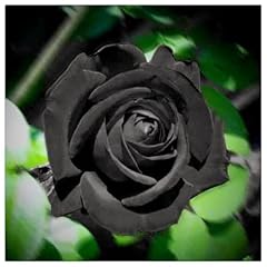 Double rose rhizome for sale  Delivered anywhere in UK