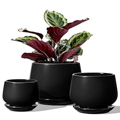 Tauci plant pots for sale  Delivered anywhere in USA 