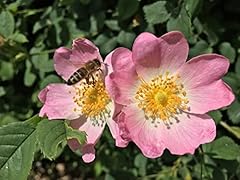 Dog rose field for sale  Delivered anywhere in UK