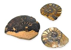 Tenet fossili usato  Spedito ovunque in Italia 