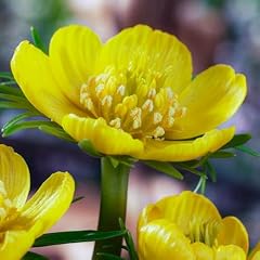 Winterling eranthis cilicica gebraucht kaufen  Wird an jeden Ort in Deutschland