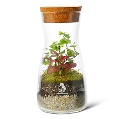 Complete bottle terrarium for sale  Delivered anywhere in UK