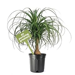 American plant ponytail for sale  Delivered anywhere in USA 