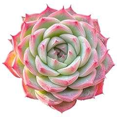 Echeveria crystal rose for sale  Delivered anywhere in USA 