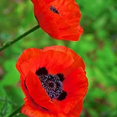 Oriental poppy seeds for sale  Delivered anywhere in UK