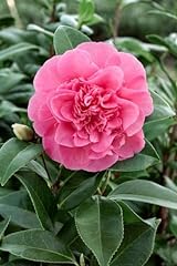Camellia williamsii debbie gebraucht kaufen  Wird an jeden Ort in Deutschland