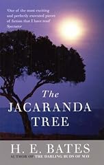 Jacaranda tree for sale  Delivered anywhere in UK