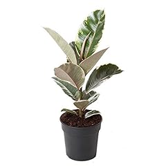 Ficus elastica tineke gebraucht kaufen  Wird an jeden Ort in Deutschland