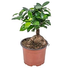 Bloomique ficus ginseng gebraucht kaufen  Wird an jeden Ort in Deutschland