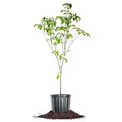 Perfect plants red for sale  Delivered anywhere in USA 