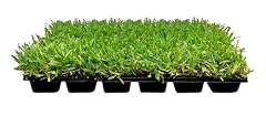 St. augustine palmetto for sale  Delivered anywhere in USA 