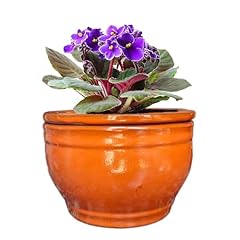 Dphagesy african violet for sale  Delivered anywhere in USA 