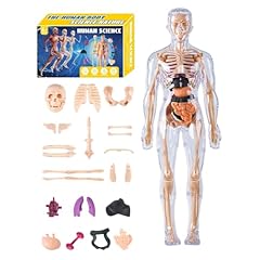 Modello corpo umano usato  Spedito ovunque in Italia 
