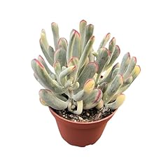 Sprout green cotyledon for sale  Delivered anywhere in USA 