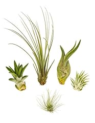 Mini tillandsia mix d'occasion  Livré partout en France