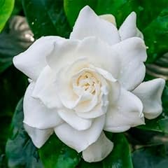 White gardenia shrubs for sale  Delivered anywhere in USA 