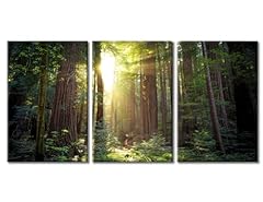 Sunset muir woods for sale  Delivered anywhere in USA 