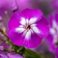 Garden phlox laura for sale  Delivered anywhere in UK