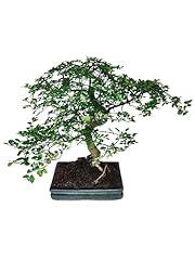 Giardini giulia bonsai usato  Spedito ovunque in Italia 