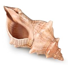 Giant natural conch for sale  Delivered anywhere in USA 