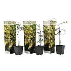 Plant box acacia gebraucht kaufen  Wird an jeden Ort in Deutschland