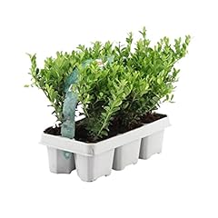 Plants frank stechpalme gebraucht kaufen  Wird an jeden Ort in Deutschland