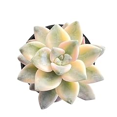 Sprout green pachyphytum for sale  Delivered anywhere in USA 