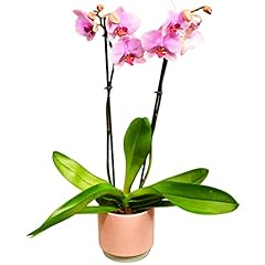 Beautiful moth orchid for sale  Delivered anywhere in UK