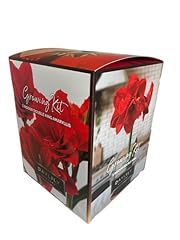 Indoor amaryllis kit for sale  Delivered anywhere in USA 