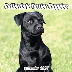 Patterdale terrier puppies for sale  Delivered anywhere in UK