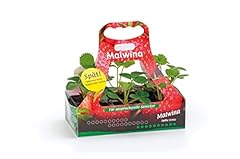 Erdbeerpflanze malwina feste gebraucht kaufen  Wird an jeden Ort in Deutschland