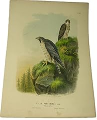 Riginal farblithografie falco gebraucht kaufen  Wird an jeden Ort in Deutschland