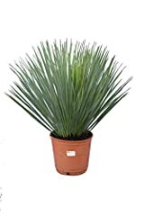 OFFERTA SPECIALE Giglio di palma – Yucca rostrata – Yucca foglia blu – Altezza totale 50 – 70 cm – Vaso Ø 26 cm [7886], usato usato  Spedito ovunque in Italia 