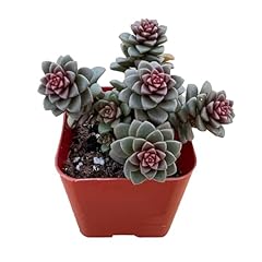 Live succulent cremnosedum for sale  Delivered anywhere in USA 