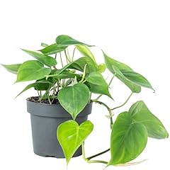 Baumfreund philodendron scande d'occasion  Livré partout en Belgiqu