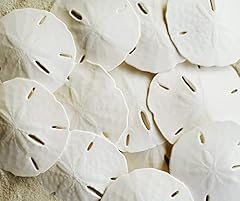 White sand dollars for sale  Delivered anywhere in USA 