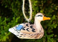 Female mallard duck for sale  Delivered anywhere in USA 