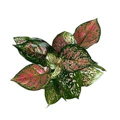 Andersen farms aglaonema for sale  Delivered anywhere in USA 