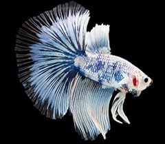 Super delta betta for sale  Delivered anywhere in USA 