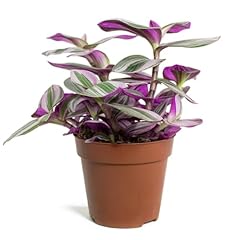 Tradescantia nanouk mini for sale  Delivered anywhere in UK