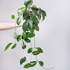 Hoya gracilis elegant for sale  Delivered anywhere in UK