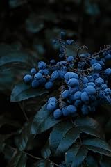 Jewel blueberry plants for sale  Delivered anywhere in USA 
