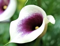 Picasso calla lily for sale  Delivered anywhere in USA 