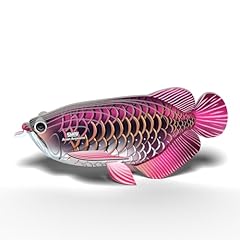 Eugy asian arowana for sale  Delivered anywhere in USA 