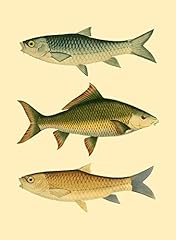 Antique fish poster for sale  Delivered anywhere in USA 