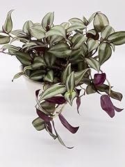 Zebrakraut tradescantia zebrin gebraucht kaufen  Wird an jeden Ort in Deutschland