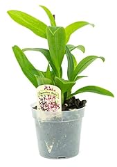 Live orchid plant for sale  Delivered anywhere in USA 