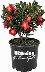 Blooming beautiful yuletide for sale  Delivered anywhere in USA 