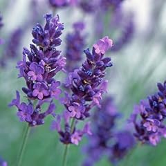 Carbeth plants lavender for sale  Delivered anywhere in UK